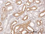 COX6C Antibody in Immunohistochemistry (Paraffin) (IHC (P))