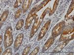 COX6C Antibody in Immunohistochemistry (Paraffin) (IHC (P))