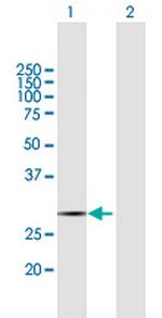 COX11 Antibody in Western Blot (WB)