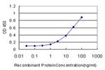 CREB1 Antibody in ELISA (ELISA)