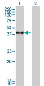 CREB1 Antibody in Western Blot (WB)