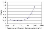 CREB1 Antibody in ELISA (ELISA)