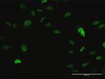 CRKL Antibody in Immunocytochemistry (ICC/IF)