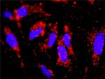 CRKL Antibody in Proximity Ligation Assay (PLA) (PLA)