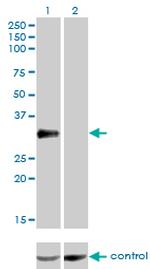 CRX Antibody in Western Blot (WB)