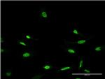 CRX Antibody in Immunocytochemistry (ICC/IF)