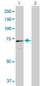 CRY2 Antibody in Western Blot (WB)