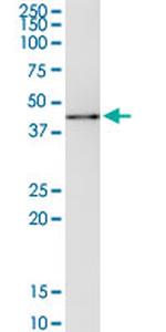 MAPK14 Antibody in Immunoprecipitation (IP)