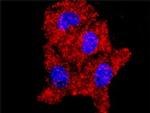 MAPK14 Antibody in Proximity Ligation Assay (PLA) (PLA)