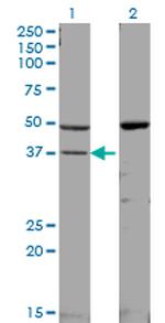 MAPK14 Antibody in Western Blot (WB)