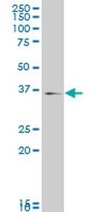 MAPK14 Antibody in Western Blot (WB)