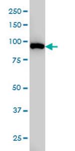 CSE1L Antibody in Western Blot (WB)