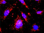 CSF2RA Antibody in Proximity Ligation Assay (PLA) (PLA)