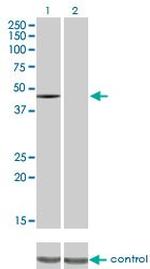 CSK Antibody in Western Blot (WB)