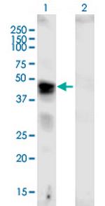 VCAN Antibody in Western Blot (WB)