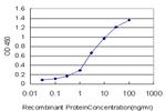 CSTF3 Antibody in ELISA (ELISA)