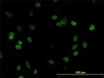 CSTF3 Antibody in Immunocytochemistry (ICC/IF)