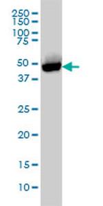 CTBP1 Antibody in Western Blot (WB)