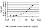 CUTL1 Antibody in ELISA (ELISA)