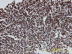 CUTL1 Antibody in Immunohistochemistry (Paraffin) (IHC (P))