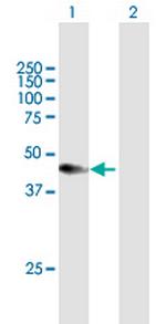 CXADR Antibody in Western Blot (WB)