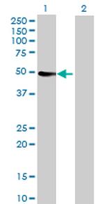 CYP3A4 Antibody in Western Blot (WB)