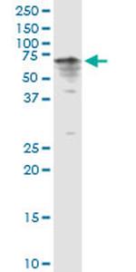 CYP3A4 Antibody in Western Blot (WB)