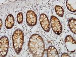 DARS Antibody in Immunohistochemistry (Paraffin) (IHC (P))