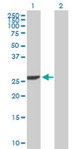 DCK Antibody in Western Blot (WB)