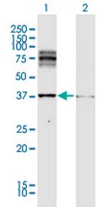 DCT Antibody in Western Blot (WB)