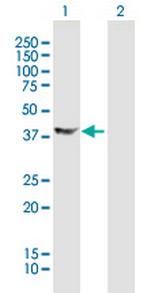 DCX Antibody in Western Blot (WB)