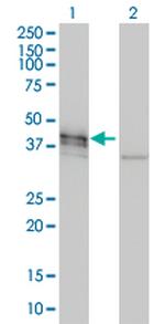 DCX Antibody in Western Blot (WB)