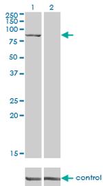 DLG3 Antibody in Western Blot (WB)