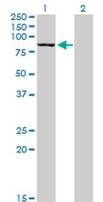 DLG3 Antibody in Western Blot (WB)