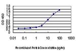 DLX2 Antibody in ELISA (ELISA)