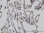 DLX2 Antibody in Immunohistochemistry (Paraffin) (IHC (P))