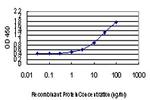 DLX2 Antibody in ELISA (ELISA)