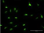 DLX3 Antibody in Immunocytochemistry (ICC/IF)