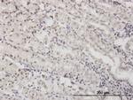 DLX5 Antibody in Immunohistochemistry (Paraffin) (IHC (P))