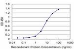 DLX5 Antibody in ELISA (ELISA)