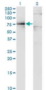 DMD Antibody in Western Blot (WB)