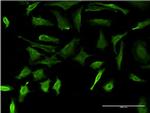 DMP1 Antibody in Immunocytochemistry (ICC/IF)