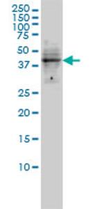 DMRT1 Antibody in Western Blot (WB)