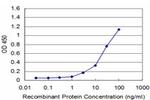 DUSP3 Antibody in ELISA (ELISA)