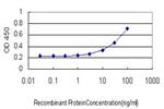 DUSP4 Antibody in ELISA (ELISA)