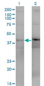 DUSP4 Antibody in Western Blot (WB)