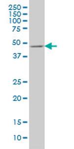 E2F3 Antibody in Western Blot (WB)