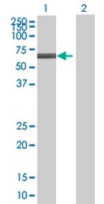 E2F4 Antibody in Western Blot (WB)