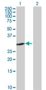 E2F6 Antibody in Western Blot (WB)