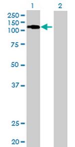 E4F1 Antibody in Western Blot (WB)